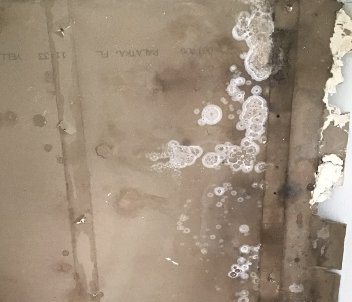 the backside of ceiling sheetrock with mold